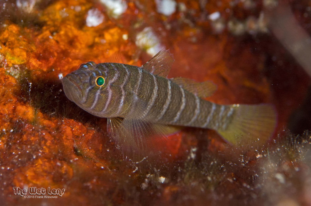 Banded Reef-Goby