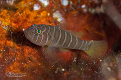 Banded Reef-Goby photo 1