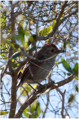 Thamnophilus ruficapillus