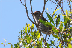 Thamnophilus ruficapillus