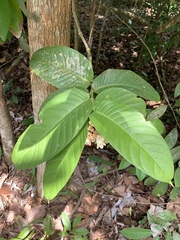 Utania nervosa