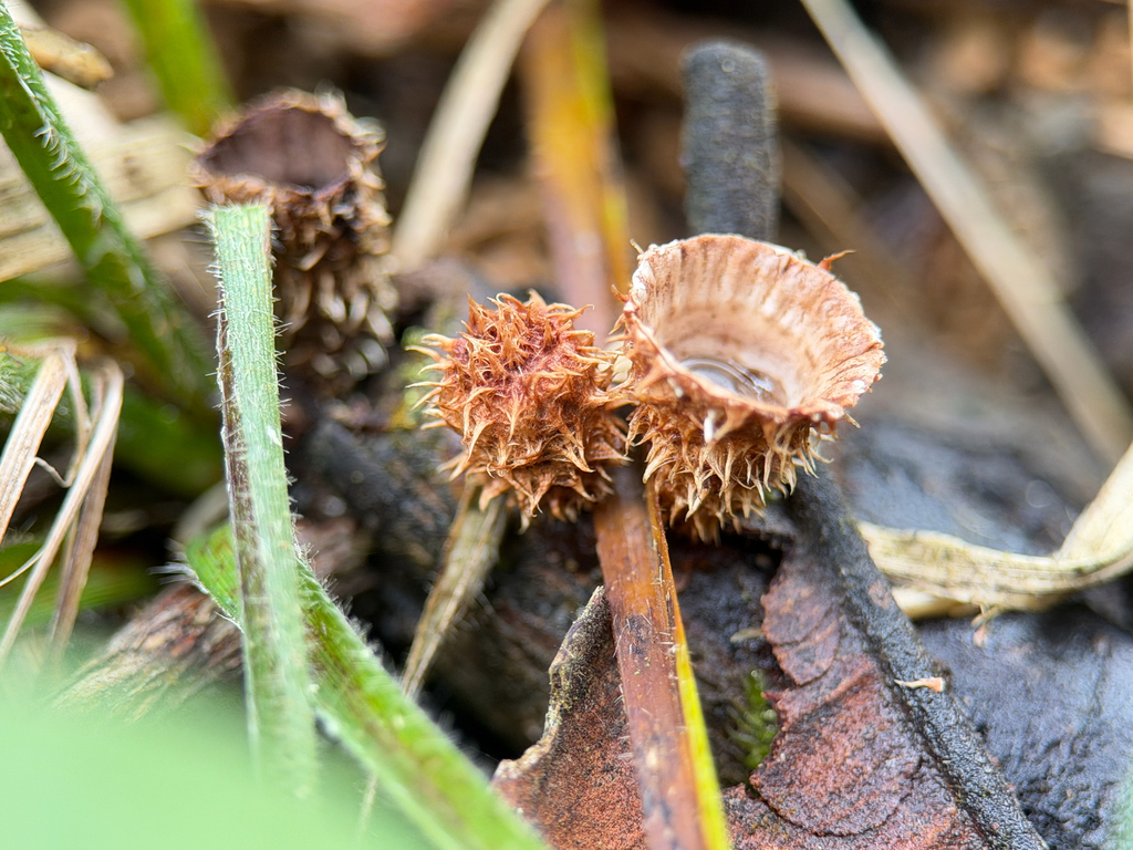 Cyathus striatus · January 2026 · photo: © bealeiderman (iNaturalist, cc-by)