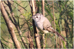 Serpophaga subcristata