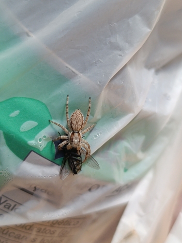 Gray Wall Jumping Spider