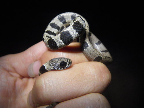 Chapare Snail-eater