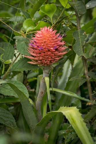 Ananas macrodontes, photograph 3