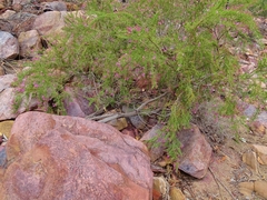 Calytrix exstipulata