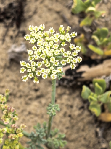 Dune Celery (Dasispermum suffruticosum)