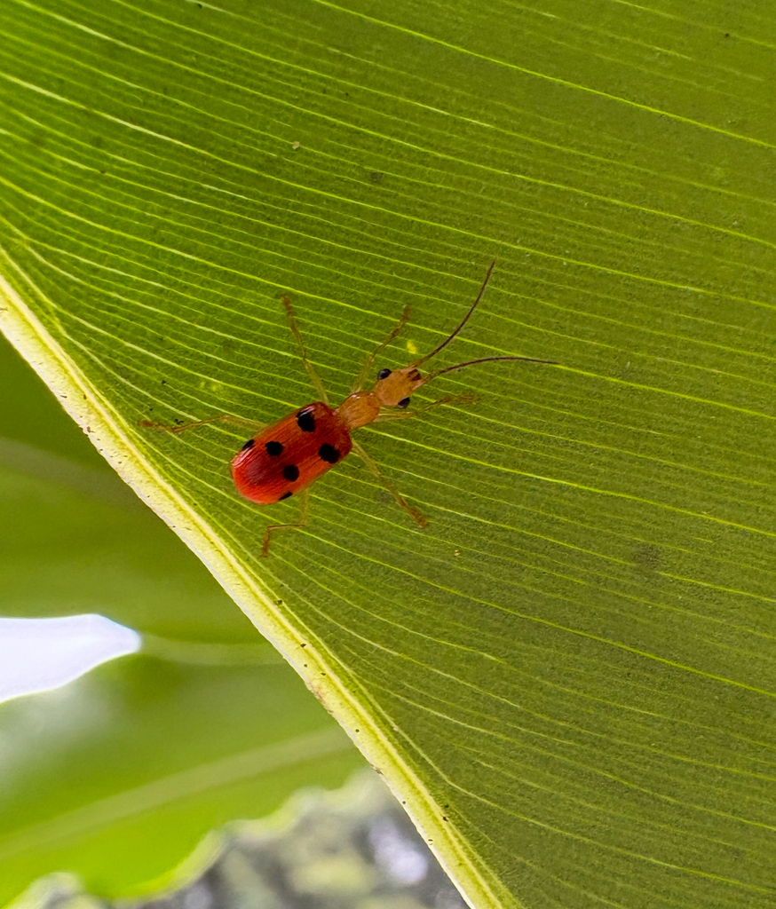 Calophaena sexmaculata