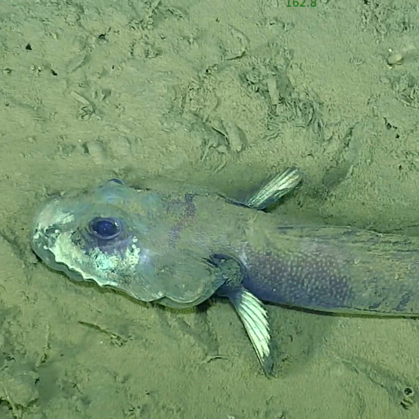 Snakehead Eelpout