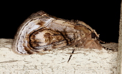 Zalissa catocalina