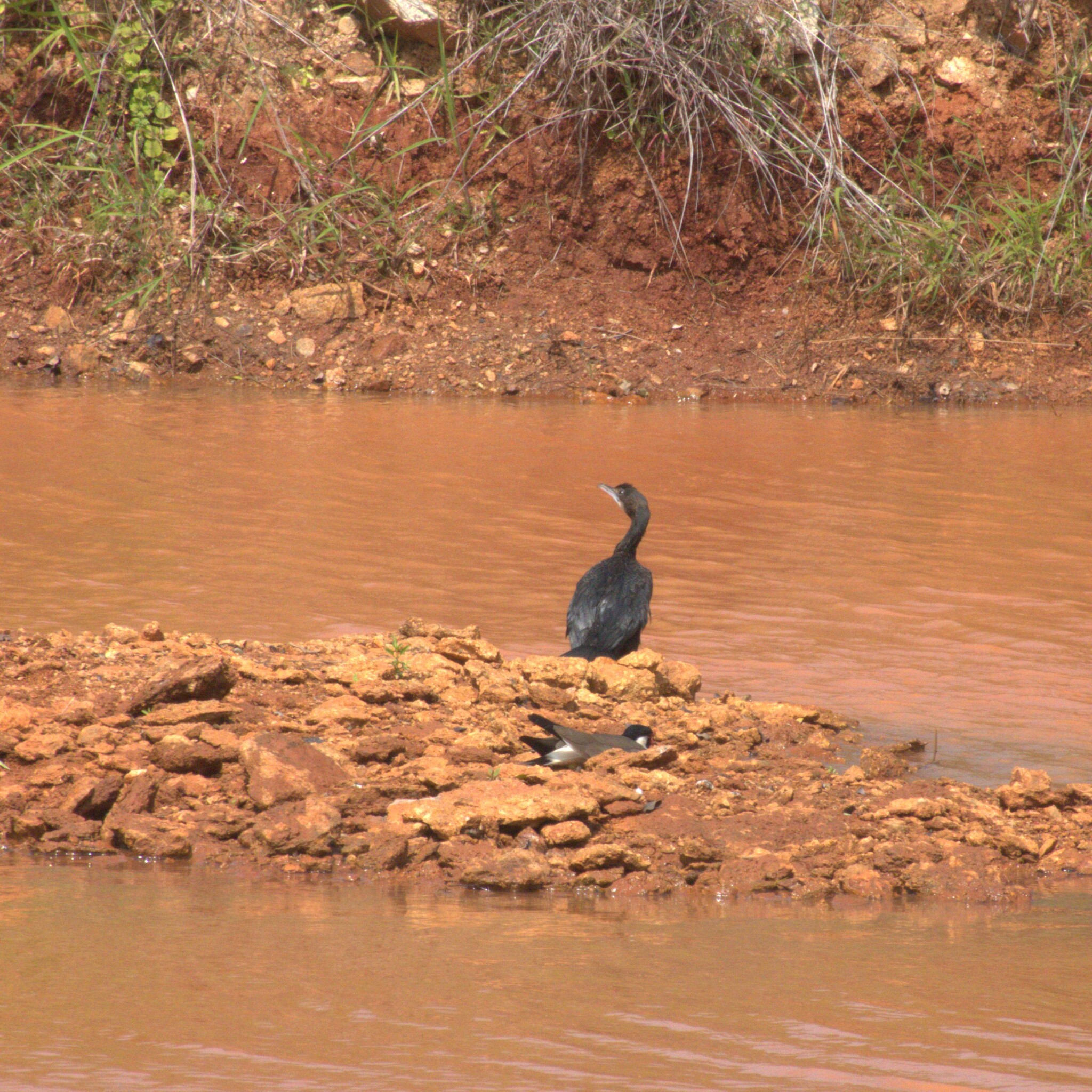 Little Cormorant (Microcarbo niger), photo 4