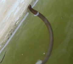 Afrotyphlops mucruso