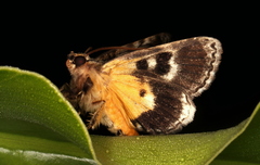 Zalissa catocalina
