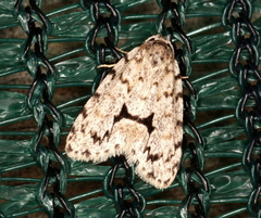 Thallarcha macilenta