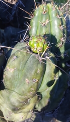 Trichocereus macrogonus