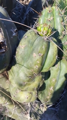 Trichocereus macrogonus