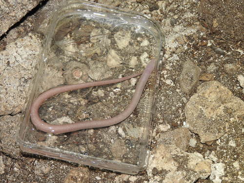 Blind swamp eel (Ophisternon infernale) — Synbranchidae — 3