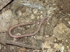 Ophisternon infernale