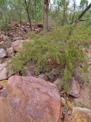 Calytrix exstipulata