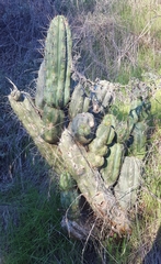 Trichocereus macrogonus