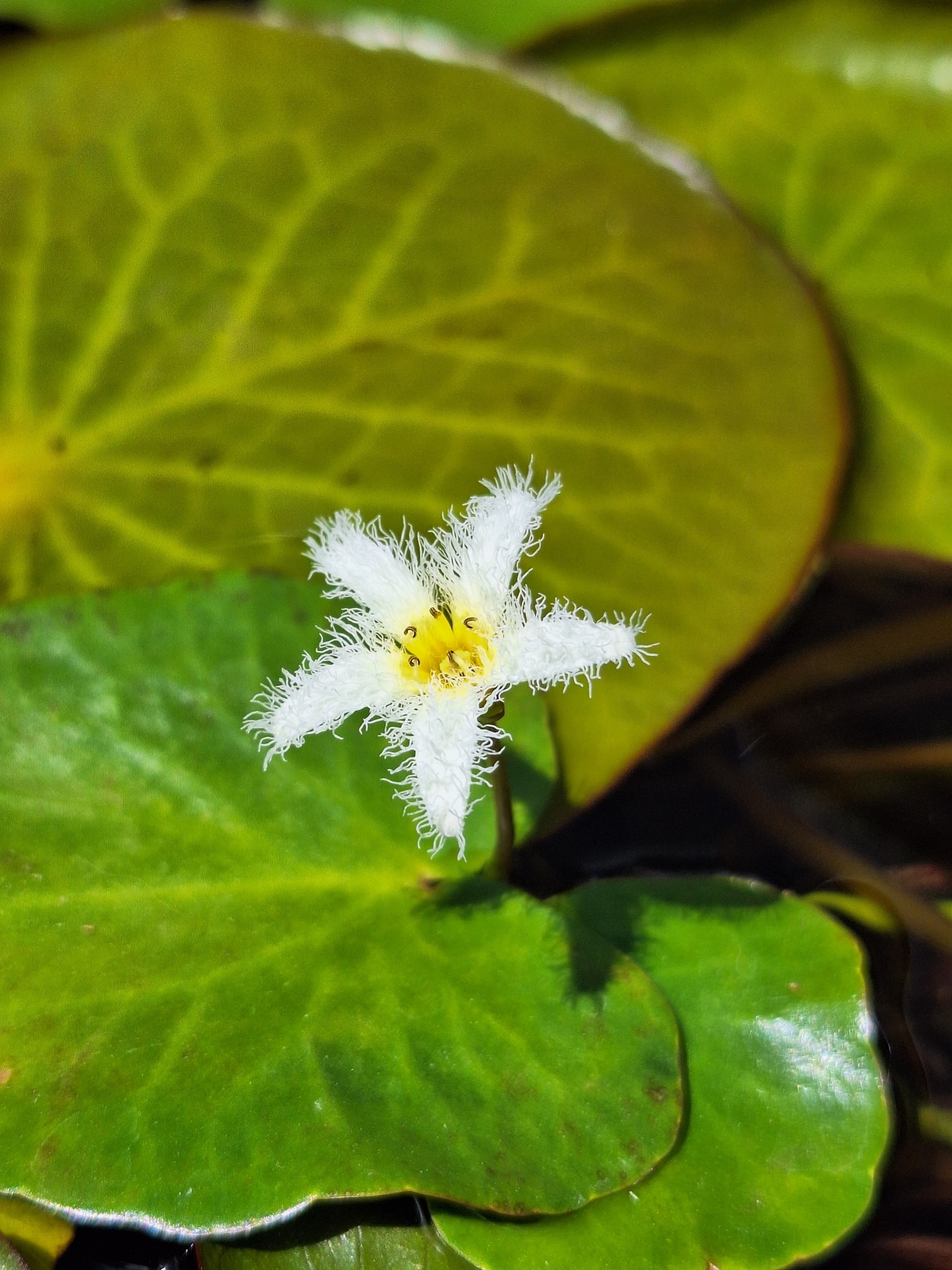 Nymphoides humboldtiana