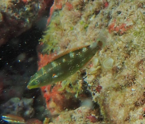 Belted Wrasse
