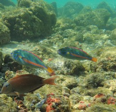 Stethojulis balteata