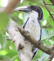 Ocyceros gingalensis