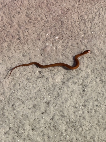 Saltmarsh Snake