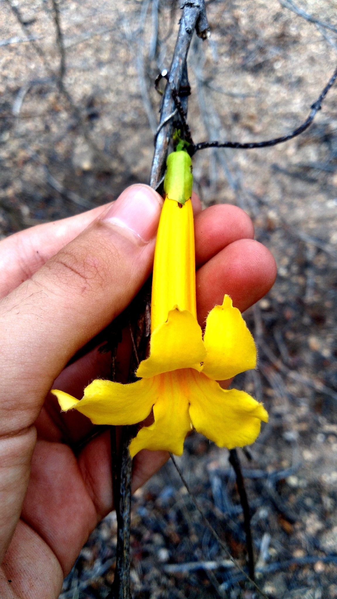 Dolichandra quadrivalvis