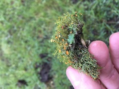 Teloschistes flavicans