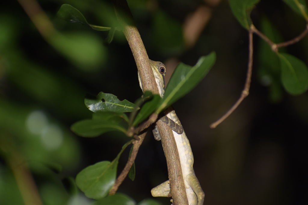 Giant Forest Dragon (Gonocephalus grandis)