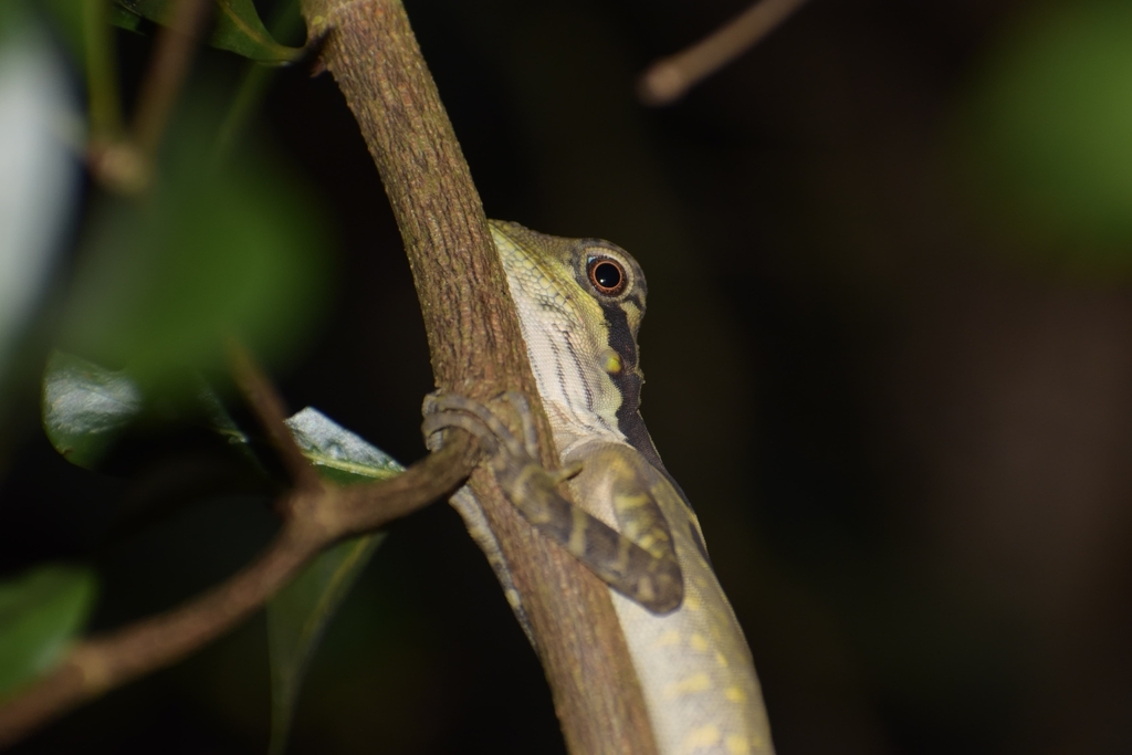 Giant Forest Dragon (Gonocephalus grandis)