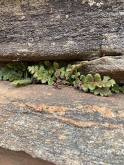 Asplenium subglandulosum
