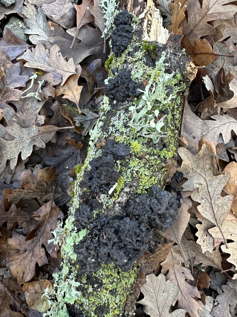 Exidia glandulosa · January 2026 · photo: © irinamitine (iNaturalist, cc-by)