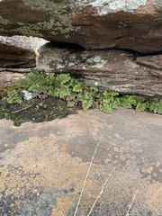 Asplenium subglandulosum