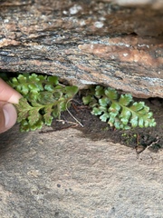 Asplenium subglandulosum