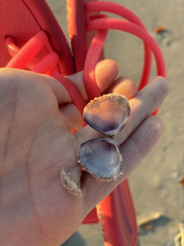 Trigonal Tivela