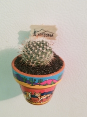 Cactaceae