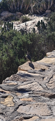 Thekla's Lark (Galerida theklae), photo 4