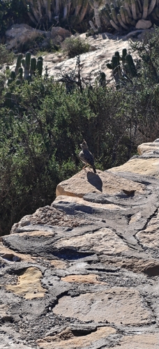 Thekla's Lark (Galerida theklae), photo 5