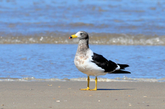 Larus atlanticus