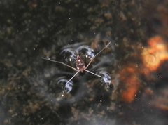 Metrocoris lituratus