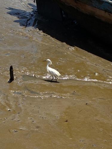 Snowy Egret