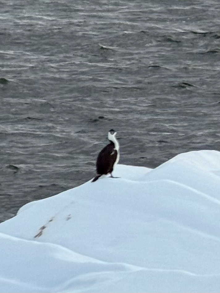 Imperial Shag (Leucocarbo atriceps), photo 8