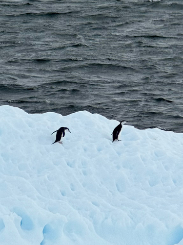 Chinstrap Penguin (Pygoscelis antarcticus), photo 8