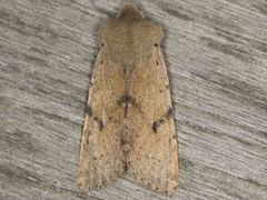 Orthosia behrensiana