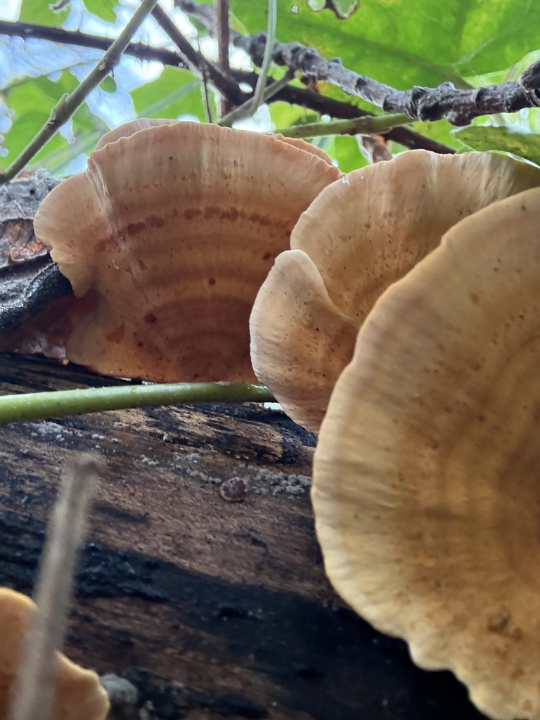 Stereum insignitum · January 2026 · photo: © cjoynson (iNaturalist, cc0)