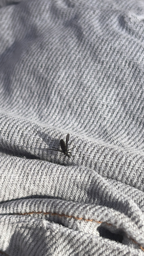 Unknown species found near Showbiz Blvd, Bay Lake, FL, US